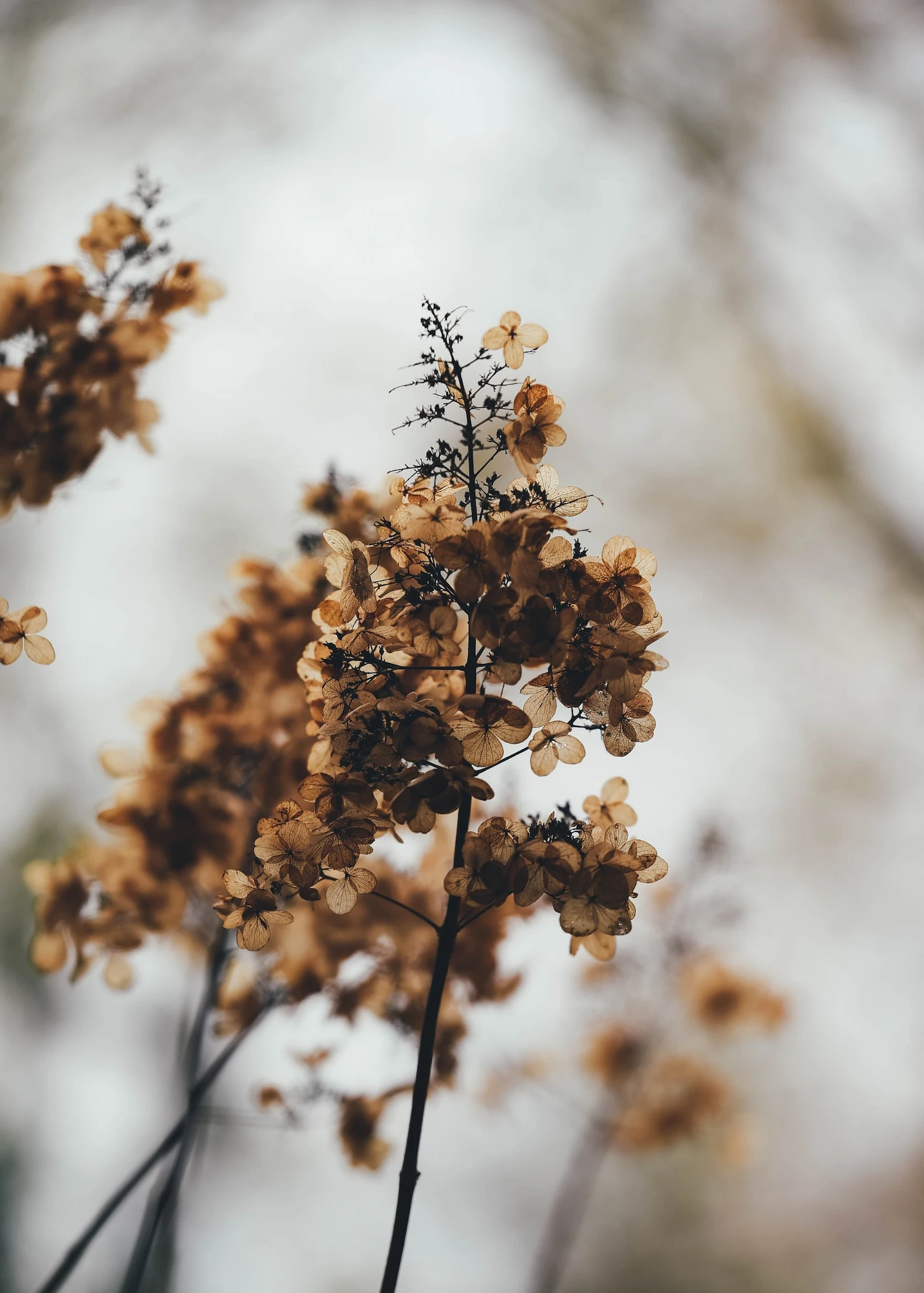 Plakat Bleak Wilting Hydrangea