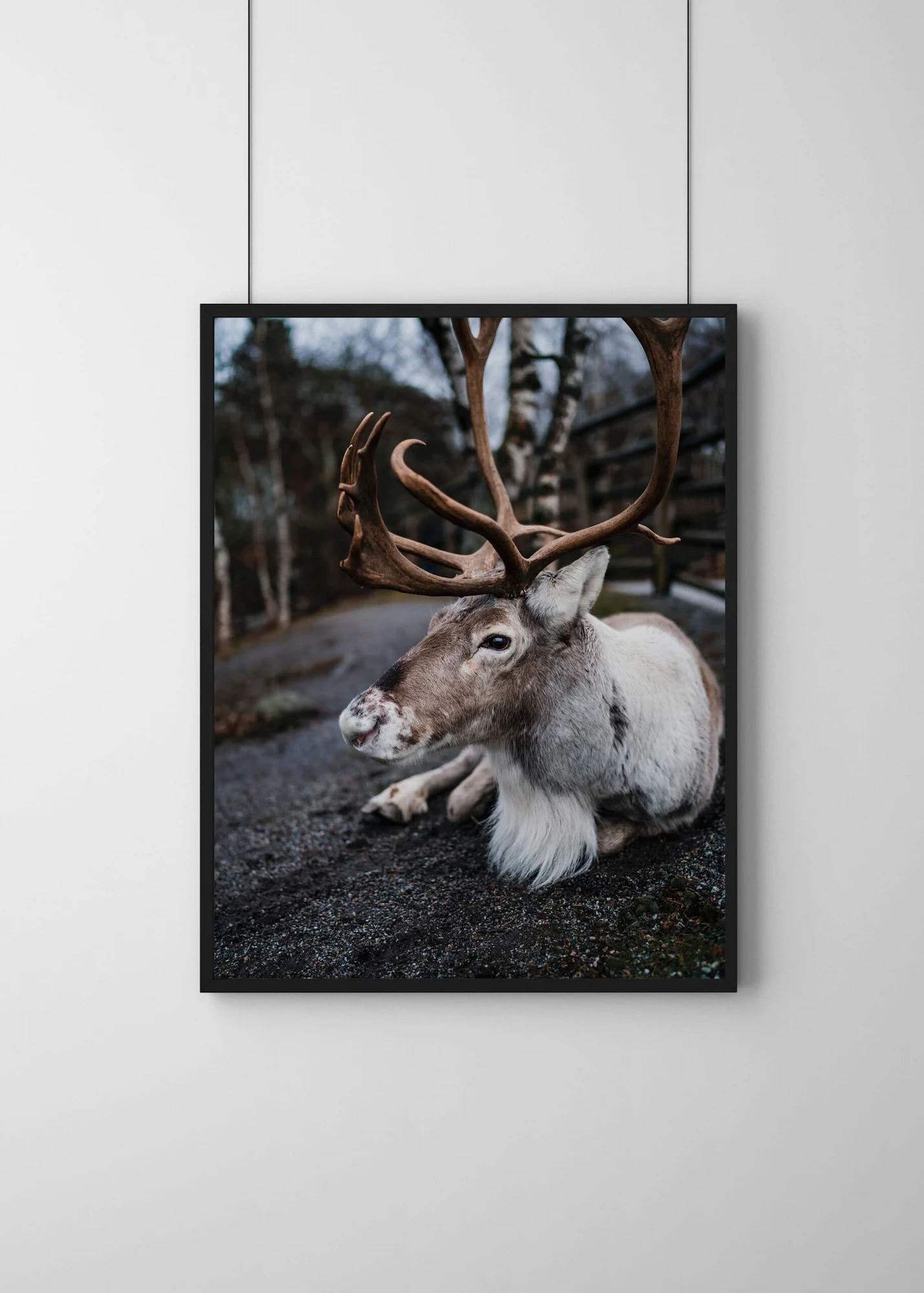 Plakat Reindeer - obrazek 2