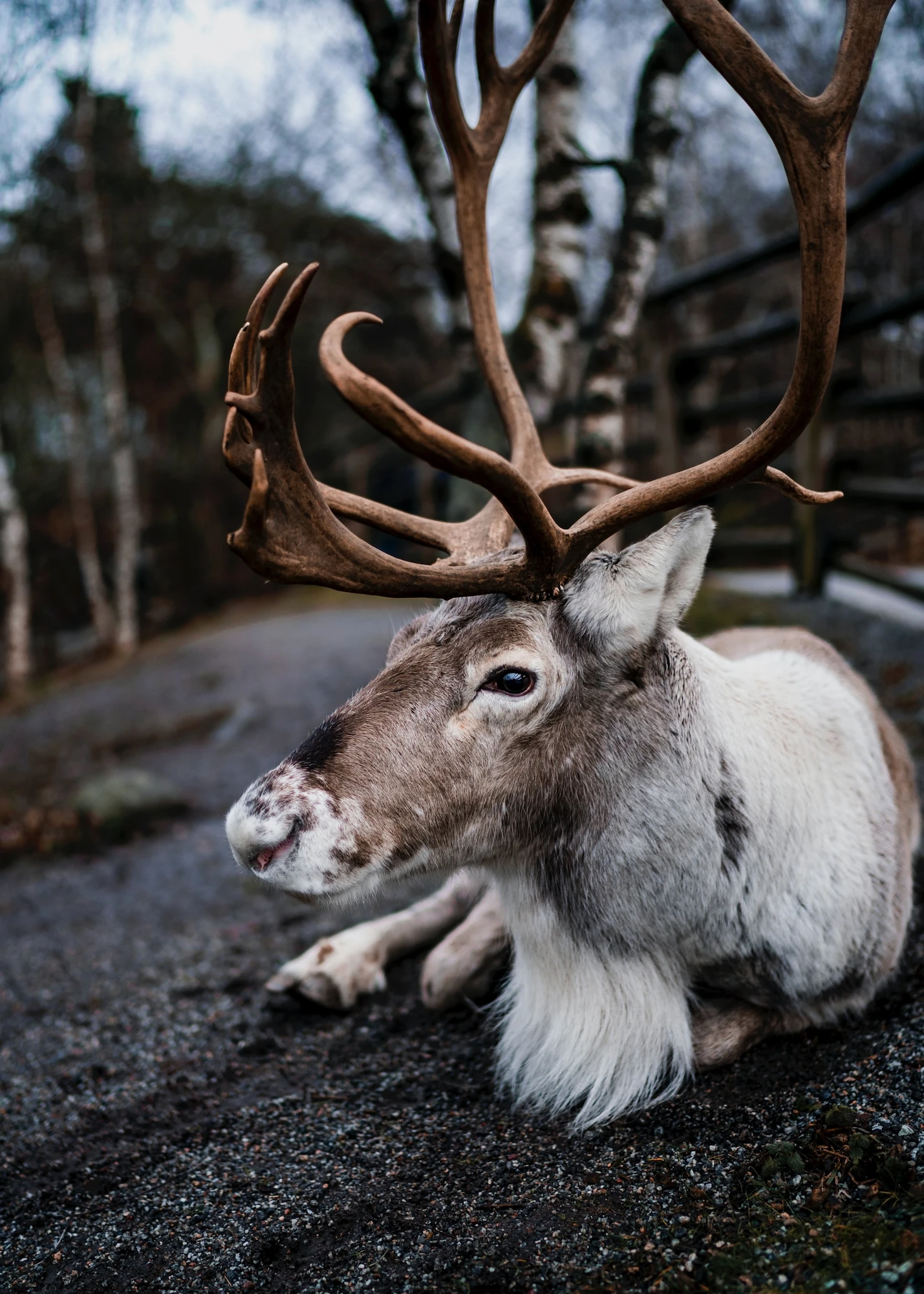 Plakat Reindeer